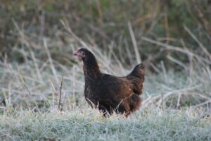 NORFOLK BLACK CHICKEN