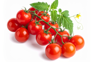 CHERRY VINE TOMS