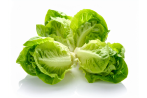 LITTLE GEM LETTUCE